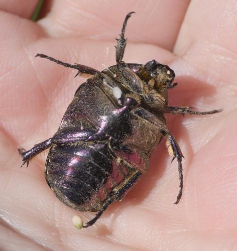 Réf. 230 155 : Potosia cuprea
